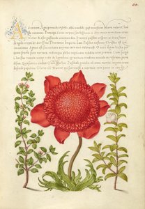 Basilic thym, anémone coquelicot et myrte - Joris Hoefnagel