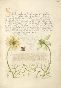 Cumins noirs et insectes - Joris Hoefnagel