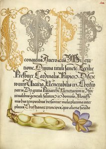 Fèves et feuilles de foie