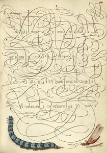 Chenille et insecte