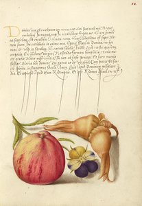 Pomme commune, Pensée sauvage européenne et Filbert géant