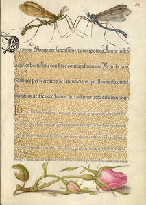 Mouche de la grue à crête, insecte et rose française