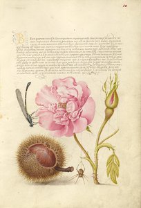Demoiselle, rose française, marron d