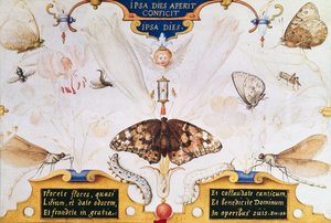 Diptyque avec fleurs et insectes, 1591