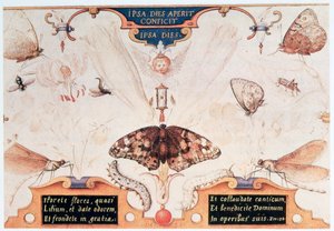 Diptyque avec fleurs et insectes