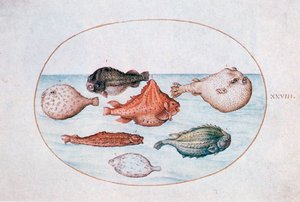 Poisson, 16ème siècle - Joris Hoefnagel