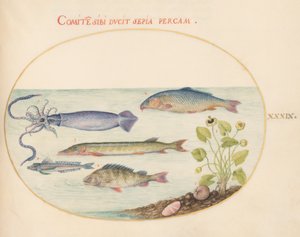Poisson, c.1575-80