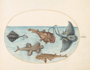 Poisson, vers 1575-80 - Joris Hoefnagel