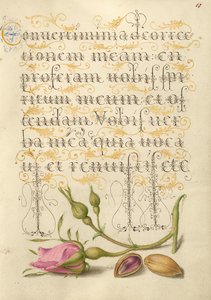Rose française et pistache