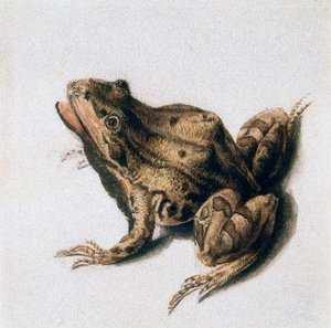 Grenouille verte, XVIe siècle
