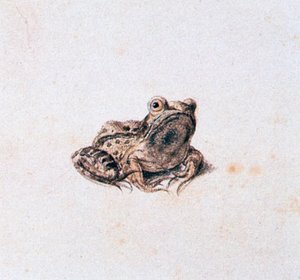 Grenouille verte, 16ème siècle