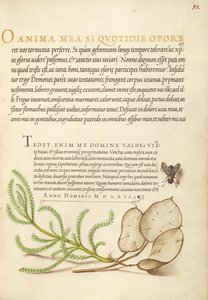 Mouche domestique, coton lavande et plante argentée - Joris Hoefnagel