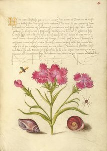 Insecte, Sweet William, Araignée, Mollusque marin et Œil de Sainte-Lucie - Joris Hoefnagel