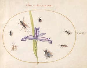 Insectes, c.1575-80 - Joris Hoefnagel