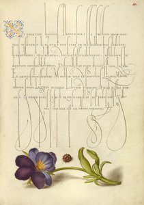 Coccinelle et pensée sauvage européenne