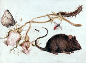 Souris, Fleur et Insecte, XVIe siècle