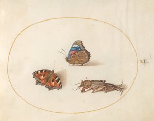 Planche 11 : Petite tortue et papillons vulcains avec un grillon-taupe - Joris Hoefnagel