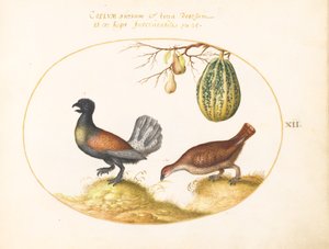 Planche 12 : Paire de coqs de bruyère avec un melon et des poires - Joris Hoefnagel