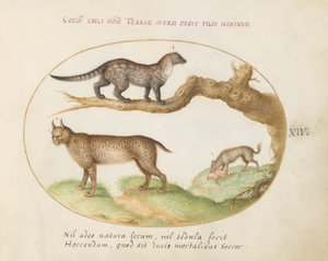 Planche 14 : Une civette, un lynx et une hyène - Joris Hoefnagel
