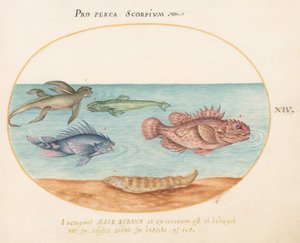 Planche 14 : Un "singe de mer", deux poissons-scorpions et deux autres poissons