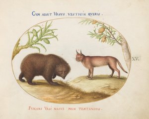 Planche 15 : Un ours et un lynx (?)