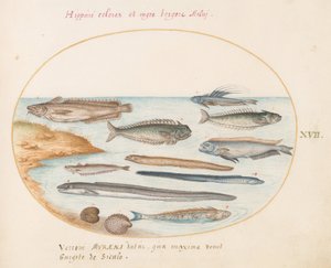 Planche 17 : Un cabillaud, poisson-araignée, anguilles et autres poissons - Joris Hoefnagel