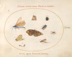 Planche 18 : Deux papillons et un papillon de nuit avec une libellule, deux fourmis et quatre autres insectes - Joris Hoefnagel