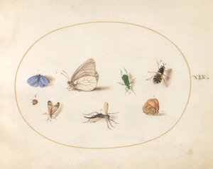 Planche 19 : Deux papillons avec cinq autres insectes - Joris Hoefnagel