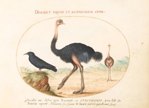 Planche 1 : Deux autruches et un étourneau - Joris Hoefnagel
