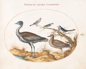 Planche 20 : Un pluvier avec quatre autres oiseaux - Joris Hoefnagel