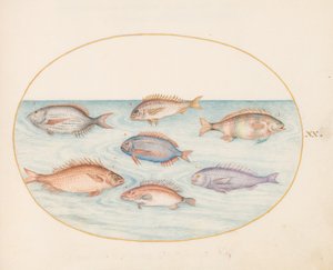 Planche 20 : Dorade, denté, sargue et autres poissons - Joris Hoefnagel