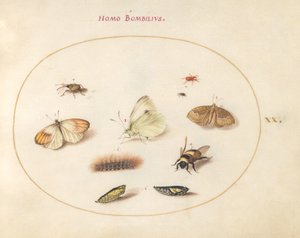 Planche 20 : Trois papillons, une chenille, une abeille, deux chrysalides et trois charançons - Joris Hoefnagel