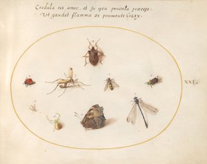 Planche 21 : Un papillon avec une libellule, une coccinelle et cinq autres insectes - Joris Hoefnagel