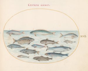 Planche 21 : Morue (?) et autres poissons
