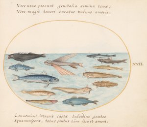 Planche 22 : Mulet, Poisson Volant, Anguilles et Autres Poissons - Joris Hoefnagel