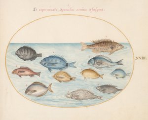 Planche 23: Brème(?) et Autres Poissons