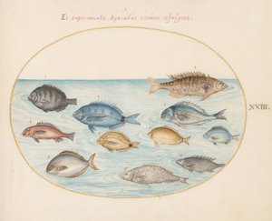Planche 23 : Brème(?) et autres poissons - Joris Hoefnagel