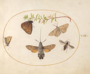 Planche 23 : Sphinx tête de mort, papillons et autres insectes autour d