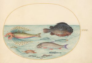 Planche 24 : Grondin volant, lompe mâle, poisson-hérisson à longues épines, et autres poissons