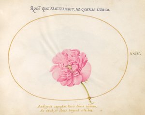 Planche 24 : Rose Rose - Joris Hoefnagel