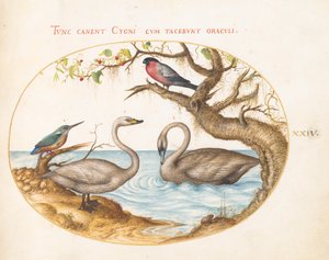 Planche 24 : Deux cygnes, un martin-pêcheur et un bouvreuil