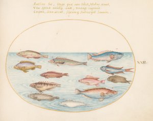 Planche 25 : Girelle arc-en-ciel méditerranéenne, autres girelles, un mérou (?) et autres poissons