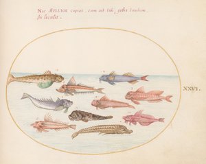 Planche 26 : Grondins, dragonets et autres poissons