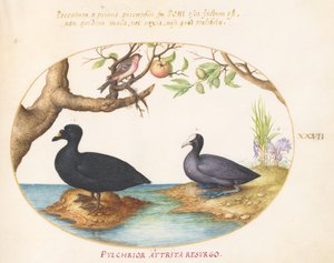 Planche 27 : Un canard (?), une foulque et un bouvreuil (?) - Joris Hoefnagel