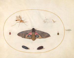 Planche 27 : Deux papillons, deux chrysalides et autres insectes - Joris Hoefnagel
