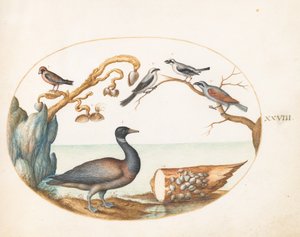 Planche 28 : Bernache nonnette avec pies-grièches et autres oiseaux - Joris Hoefnagel