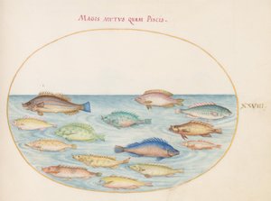 Planche 28 : Dorade (?) et autres poissons
