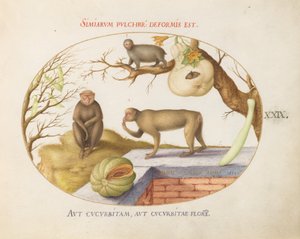 Planche 29 : Deux singes, un "Arctopithèque" (Paresseux ?) et des fruits - Joris Hoefnagel