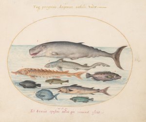 Planche 2 : Cachalot, esturgeon, requin et autres poissons - Joris Hoefnagel