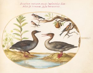 Planche 31 : Canard, Harle et trois chardonnerets - Joris Hoefnagel